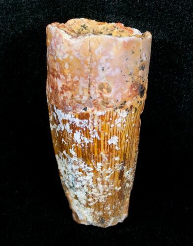 Bargain Spinosaurus Tooth - / inches #4479